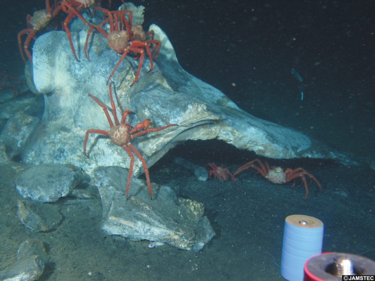 同じく相模湾では鯨骨のまわりに「エゾイバラガニ」も群がっていた（写真提供／海洋研究開発機構）