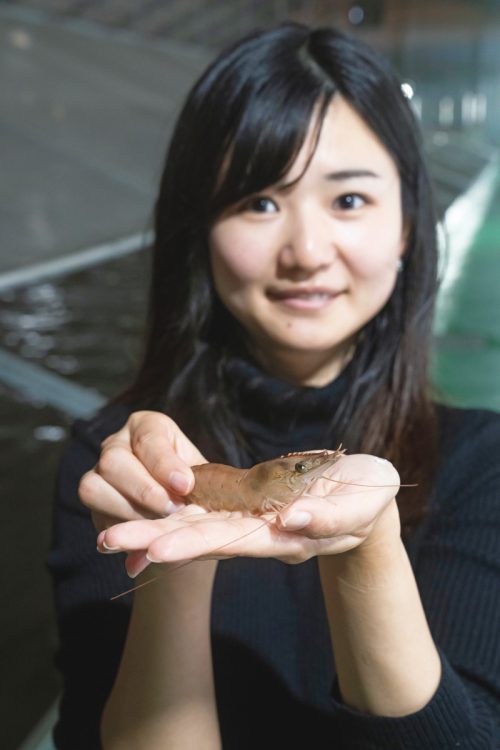 透き通る「幸えび」を手にする関西電力経営企画室の山崎美緒氏