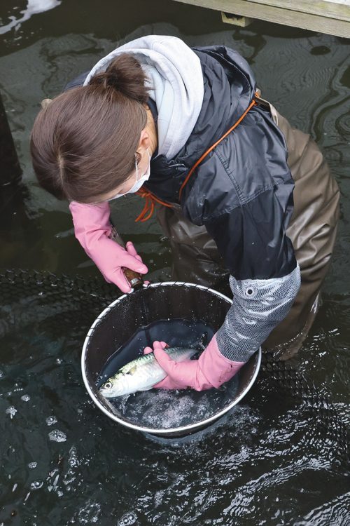 出荷の際は「お嬢サバ」を傷つけないように、水ごとすくう水タモ網を使って丁寧に扱う。飼育に抗生物質、薬品は一切使用しない