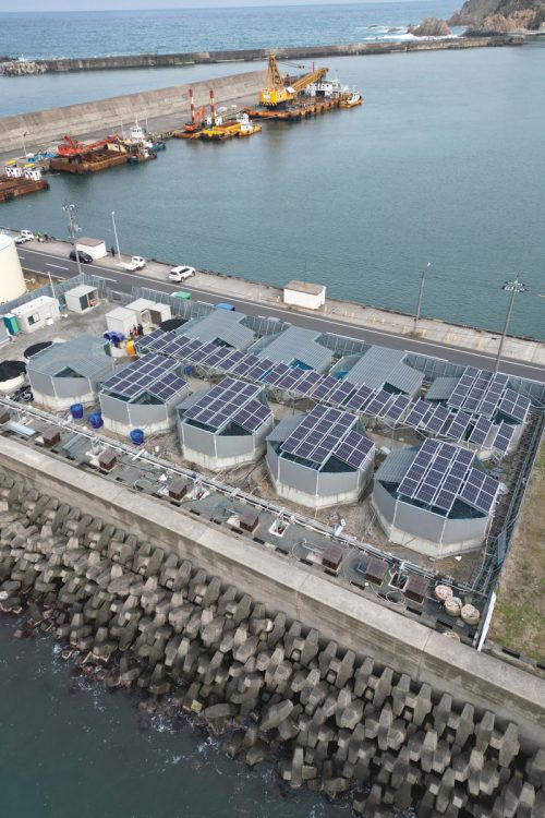 網代漁港に飼育用9基、出荷用4基の水槽が並ぶ。環境負荷の軽減のため太陽光発電パネルを設置。自然エネルギーを使って育てる