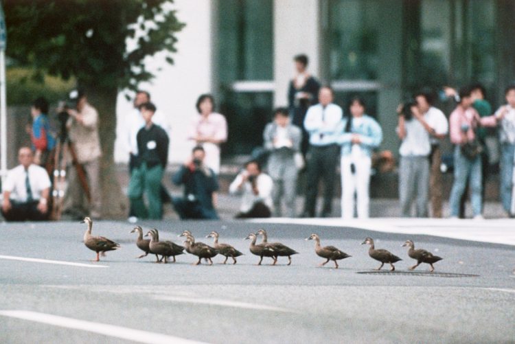 カルガモ一家の引っ越し（イメージ、時事通信フォト）