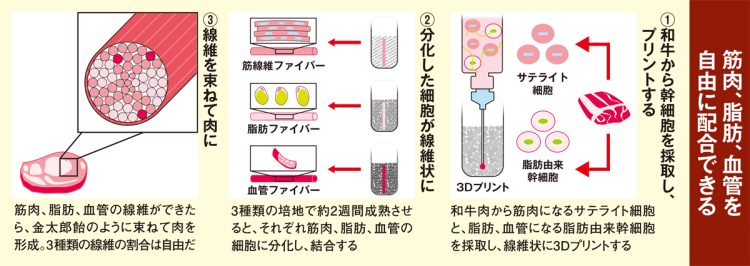 筋肉、脂肪、血管を自由に結合できる