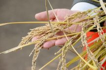 市場に出回り始めた「ゲノム編集食品」 安全性の検証がないことを懸念する声も