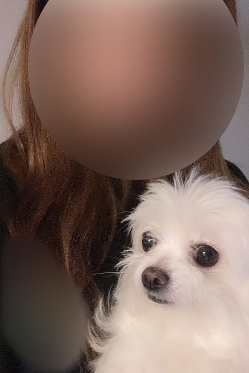 犬種はチワワとマルチーズのミックス（友人提供写真）