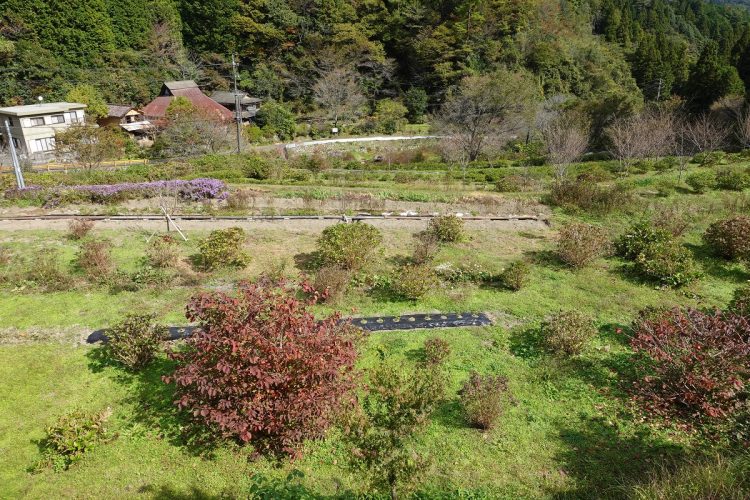 尾崎さんは大学生のボランティアとともにフジバカマの植え替えを敢行し、翌年を見据えている