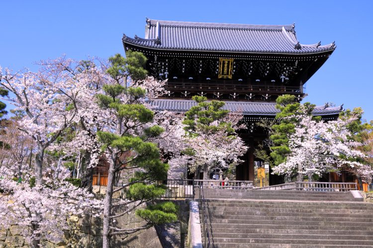 京都市街地を見下ろす丘陵で咲き誇るソメイヨシノ（写真／アフロ）