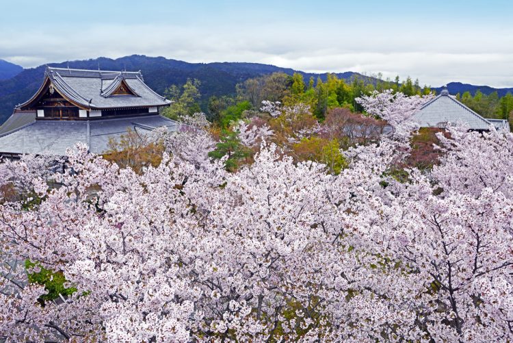 京都市内の春色と桜が一体となって春を演出（写真／アフロ）