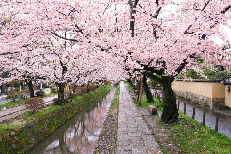 日本の道100選に選ばれた道で幻想的な桜のトンネルを散策