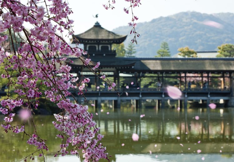 朱と緑が鮮やかな社殿と桜のコントラストはまるで絵巻のよう（写真／アフロ）