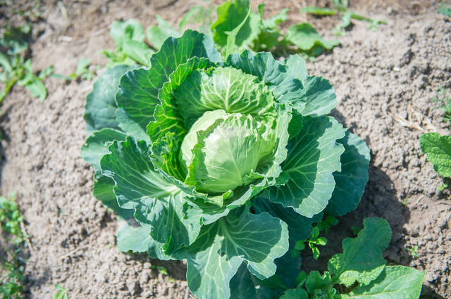 日本人はきれいな野菜を選びがち（写真／PIXTA）