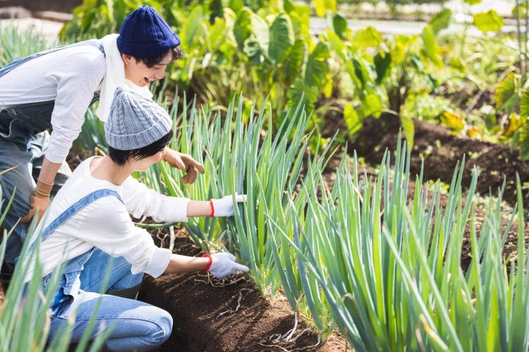 家庭菜園には食糧危機を救う大きな可能性が秘められている（写真／PIXTA）