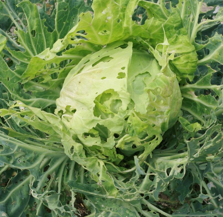 欧米では虫食いの野菜は無農薬の証だとして人気が高い（写真／PIXTA）