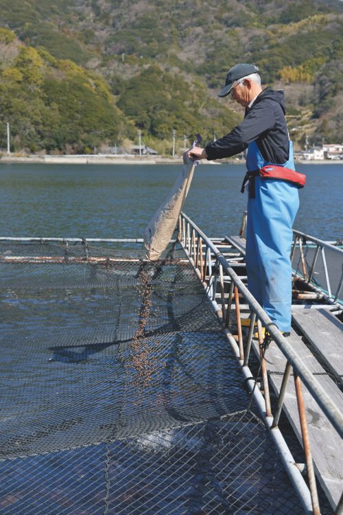 漁場は潮通りがよく、プランクトンが豊富。6000～7000匹に対して、週3日、1回100㎏のオリジナル飼料を与える。海面のネットは防鳥対策（撮影／横田紋子）