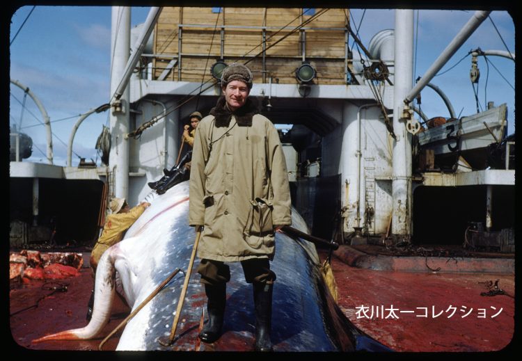 南氷洋上の捕鯨船「橋立丸」の甲板で、鯨の上に立って記念写真を撮る捕鯨監督官のベンジャミン・ゴールドバーグ氏。当時、日本人は海外渡航が管理されていたので、GHQの監督官が乗船して監視した（1950-51年、乗組員の撮影か）