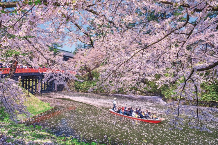 約50種類、約2600本の桜が咲き誇る。今年の見頃は4月中旬～下旬が予想される（写真／AFLO）