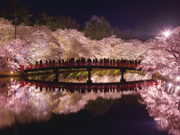 弘前さくらまつり期間中（4月21日～5月5日）、ライトアップされる（写真／AFLO）