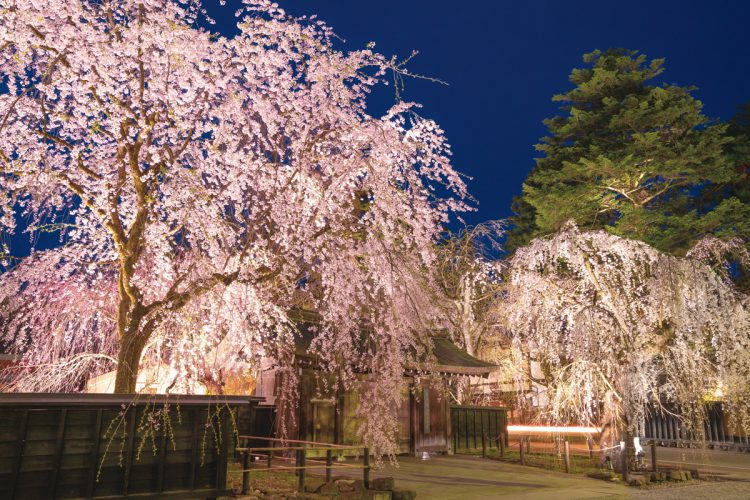 角館の桜まつり期間中（4月20日～5月5日）はライトアップで夜桜を楽しめる（写真／AFLO）