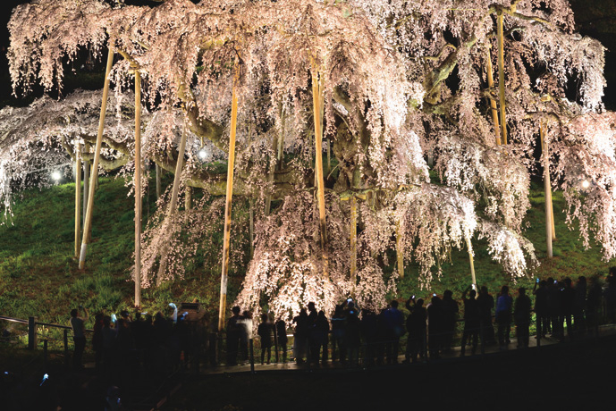 開花時期はライトアップで幻想的な光景に（写真／AFLO）