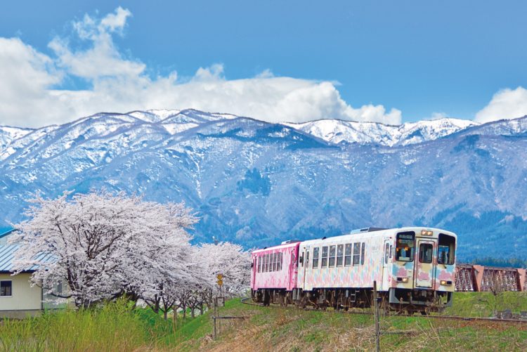 朝日連峰と桜が共演するフラワー長井線（山形県）