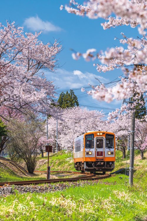 桜と由利高原鉄道（秋田県）