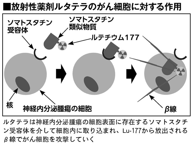 放射性薬剤ルタテラのがん細胞に対する作用