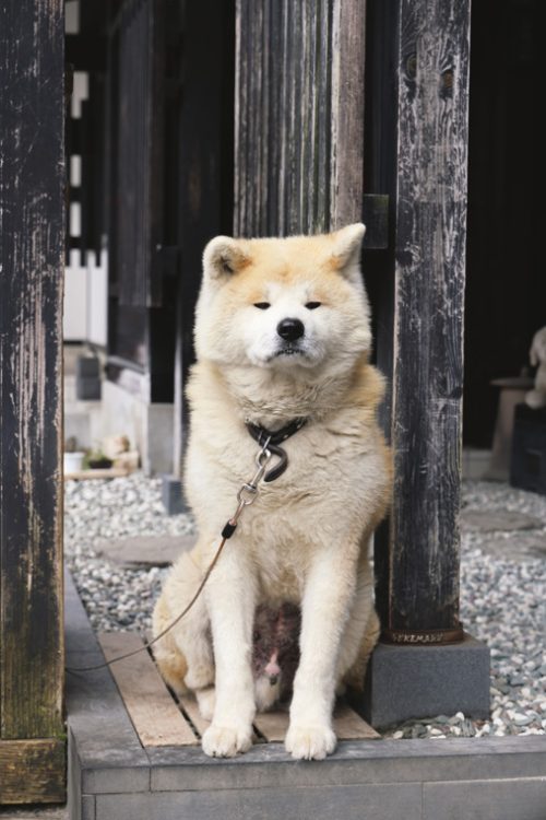 看板犬の秋田犬・武家丸に会える。※武家丸とのふれあいを希望する場合、スタッフに声がけが必要