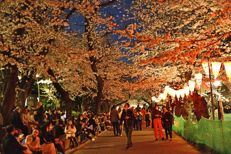 夜桜が映える