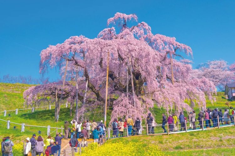 三春町のシンボルである三春滝桜（ベニシダレザクラ）。今年の見頃は4月上旬～中旬が予想される（写真／AFLO）