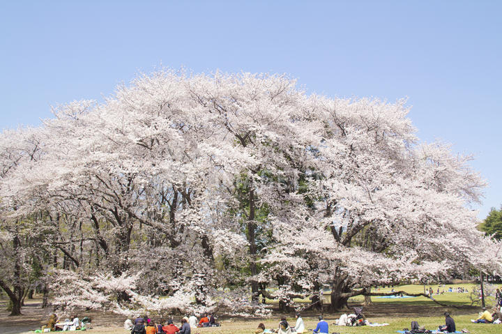 砧公園の桜（共同通信社）