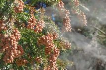 「ティッシュ代もバカにならない!」 物価高で花粉症の対策費用も増加、くしゃみとともに悲鳴の声が続々