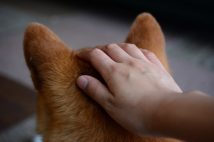 電柱に繋がれた柴犬をなでようとしたら咬まれた! 飼い主に治療費を請求できるのか