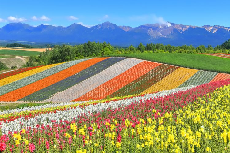 臨死体験で花畑が現れるのはなぜか（写真／PIXTA）