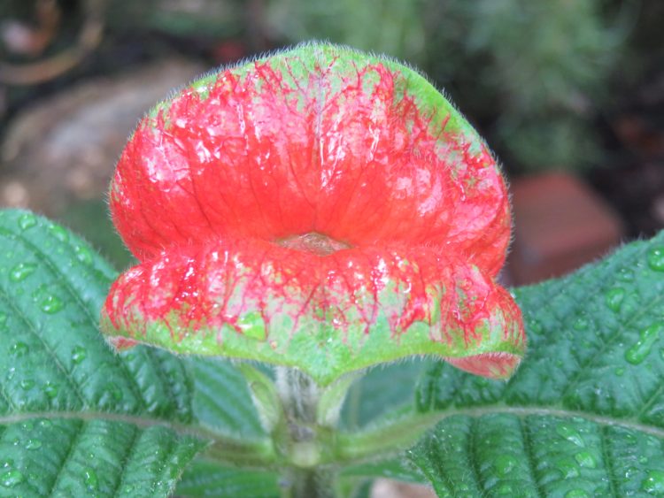 日本では希少な南米の植物「サイコトリア　ペピギアナ」も栽培されている（京都府立植物園）