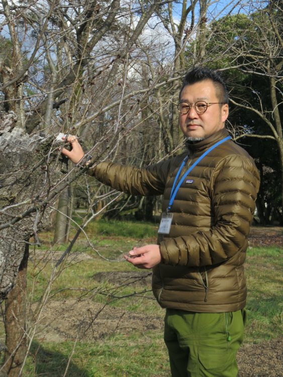 桜は4月中旬まで楽しめます