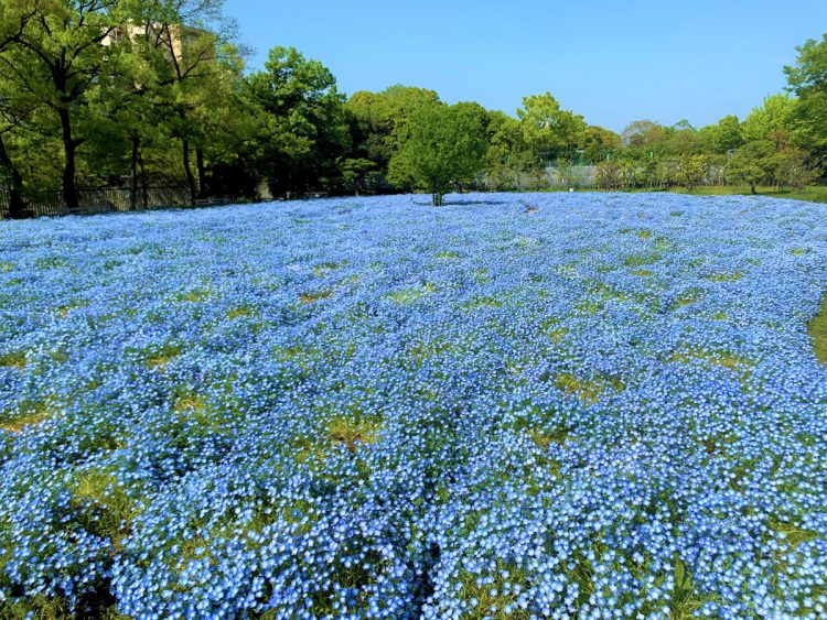 4月中旬〜5月上旬までは青い花が美しい「ネモフィラ」の花畑が一面に広がる