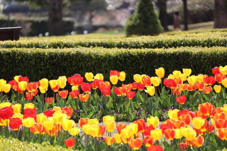 約250万品種、17万球の花が咲く「チューリップまつり」は4月30日まで開催