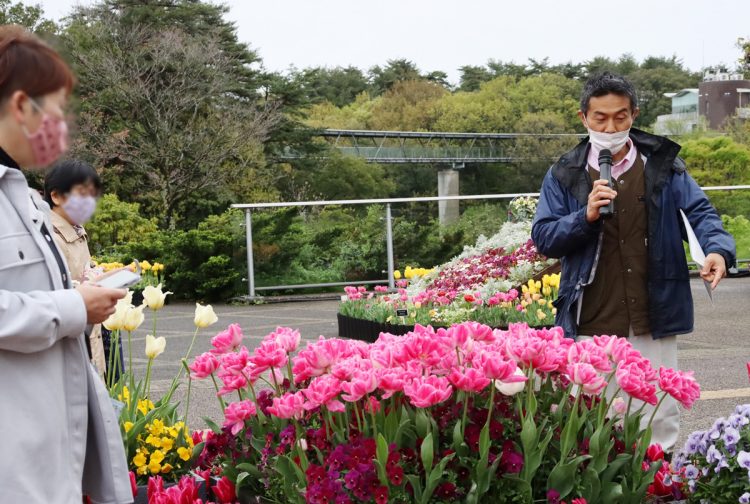 約250品種、17万球の花が咲く「チューリップまつり」は4月30日まで開催