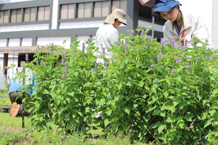 漢方薬や民間薬に使われる植物を栽培。ハーブを実際に収穫するイベントも行われる