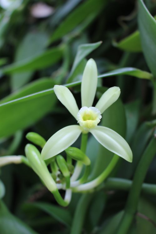 バニラの花。午後にはしぼんでしまうため、見るなら午前中がおすすめ