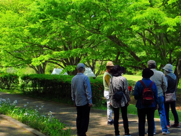 杜の都で見られる貴重な植物たち
