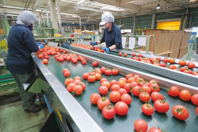 収穫したトマトの検品、大きさによる仕分けはスタッフが一つひとつ確認して進める