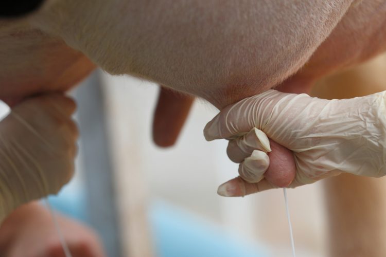牛が命をかけて生み出す牛乳。搾乳しても大量に廃棄されている（写真／アフロ）