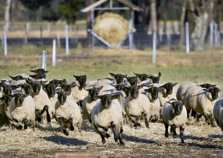 御料牧場で飼育されている食用の羊（写真／共同通信社）