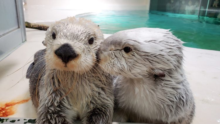 国内唯一のラッコのペア、鳥羽水族館の「キラ＆メイ」がSNSで大バズリ