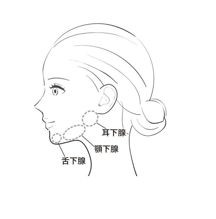 【口臭撃退！唾液腺マッサージ】耳の前から下にかけての耳下腺、顎の下、左右に位置する顎下腺、下顎の真下にある舌下腺を「痛気持ちいい」と感じるくらいの強さで指先を使って押す（イラスト／PIXTA）