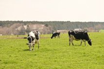 「このままでは日本の酪農業は壊滅する」 「牛乳余り」が直撃した酪農家の窮状と、無策すぎる政府の責任