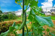 日本の「食の安全」への懸念から注目集まる家庭菜園 子供たちのために小麦の栽培を始めた母親の思い