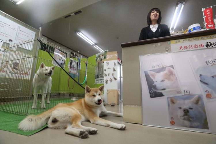 保存会本部には秋田犬も（時事通信フォト）