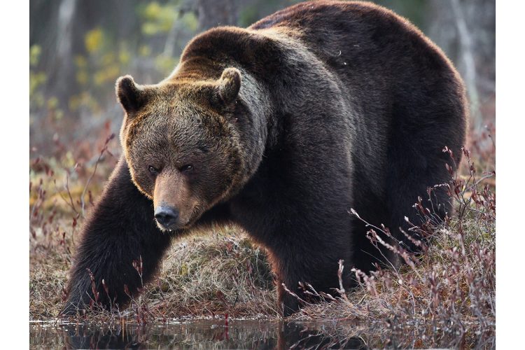 男性を襲ったとされるヒグマは駆除された（時事通信フォト）