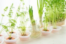 初心者でも楽しめる家庭菜園ガイド まずは室内で水だけできる「リボベジ」から、豆苗なら3~5日後には食べられる